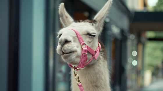 T.K.Maxx: Lama
