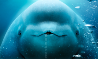 Mercado Libre: Dolphin