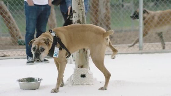 Nature's Miracle: Pee in the Park
