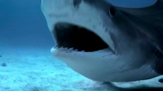 Gillette Fusion Razor: Shark