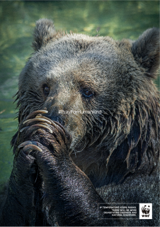 WWF: #PrayForHumankind_Bear