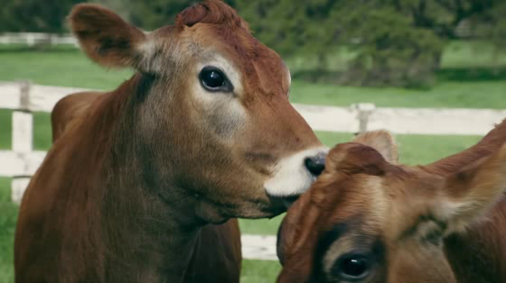 Promised Land Dairy: Gossip