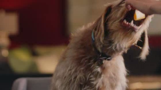 Rover.com: Meet The Dog People