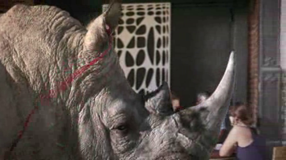 TNT: Rino