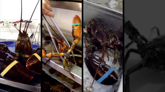 Quiznos: The Loneliest Lobster