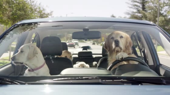 Subaru: In the Dog House