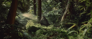 fenistil: Gorilla