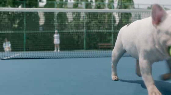 Krungsri First Choice: Genius Dog