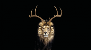 Irish Examiner: An Irish stag leading the Lions