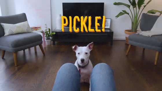Pedigree: Adoptable Facebook Mask