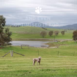 Visit Victoria: Dog Vision