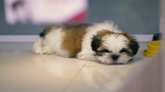 Quatro Patinhas NGO: Priceless Pets