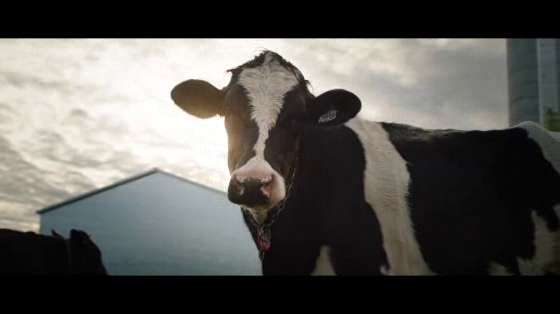 Dairy Farmers of Canada: Caring For Our Cows