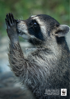 WWF: PrayForHumankind_Racoon