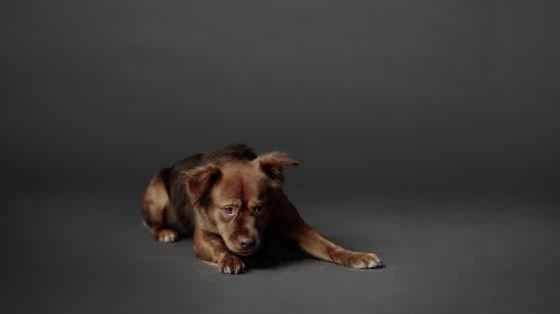 The Lost Dogs' Home: You can't hide real love - 30