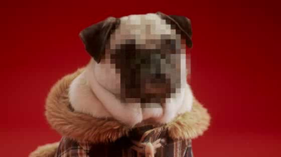 Schmackos: The Tartan Pug