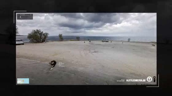 A Little Shelter: Real Street Dogs
