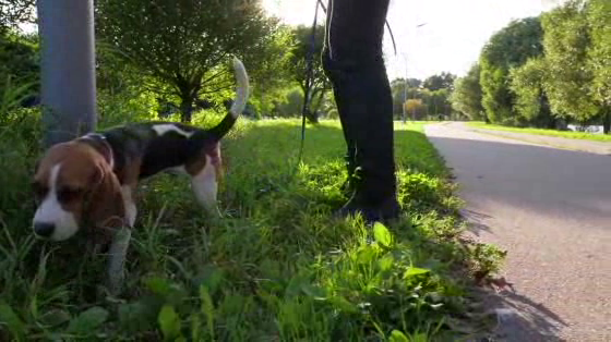 Nestlé Purina Pet Care: Street Vet - Tech Video