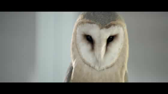 Cuir Center: Owl