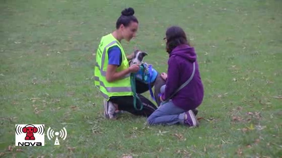 The Lost Dogs Home: The Human Walking Program