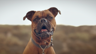 Organic Doggie Treats: Coconut