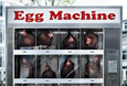 Noah Menschen für Tiere e.V.: Egg Machine