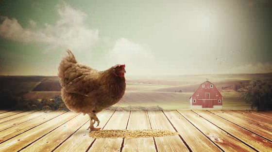 Aster Clinics: The Popping Chicken
