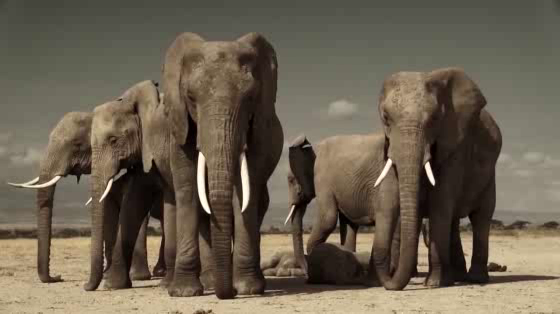 Wild Aid: Year of the Elephant