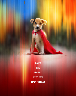 Podium: Dog 1