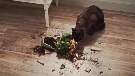 IKEA Al-Futtaim: Cat
