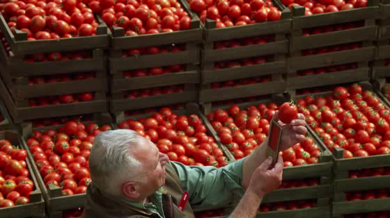 Heinz: Tomato Master