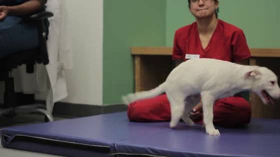 Merrick Pet Care: Baby Joey, A Story Of Triumph