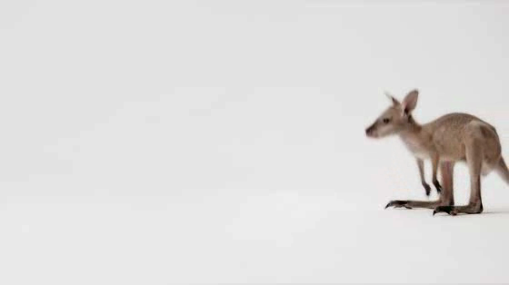RSPCA: We're all creatures great & small
