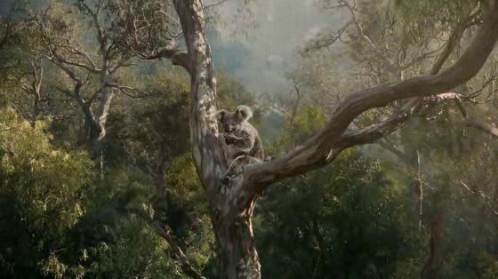 Bangalow Koalas: Bangalow Koalas - Extinction