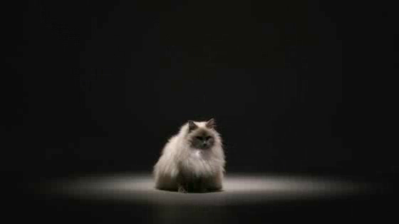 Catterbox: The World's First Talking Cat Collar