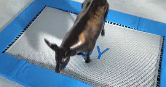 cavalcade: Jumping Bull