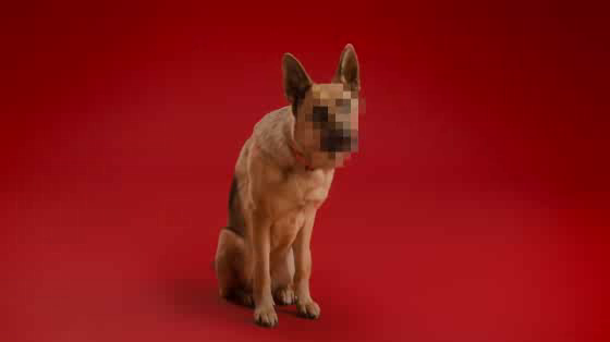 Schmackos: The German Shepherd
