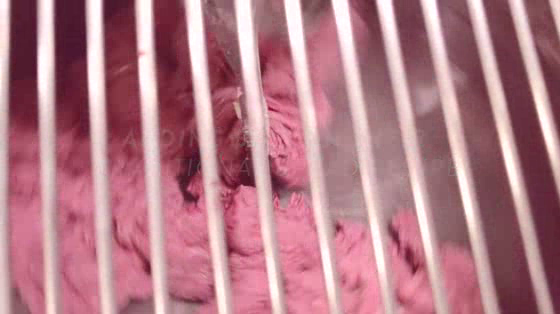 Requinte Bakery: The Pink Bread Against Cancer Breast