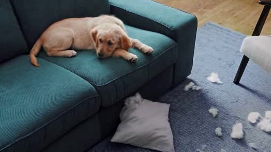 IKEA Al-Futtaim: Dog