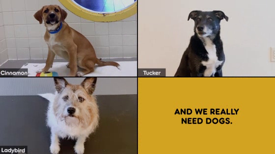 Pedigree: Dogs on Zoom