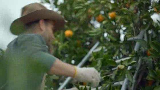 Woolworths: The Picker