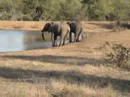 Lynchy on Safari in Africa: Day Five