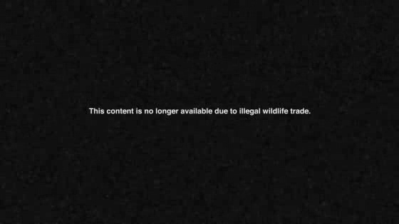 wwf: Extinct