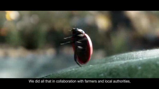 Vittel: Ladybug