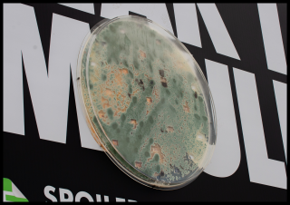 Love Food Hate Waste: Mouldy Bread OOH