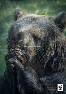 WWF: #PrayForHumankind-Bear