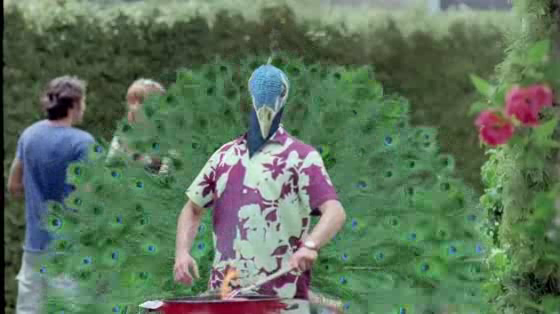 Savanna: Peacock