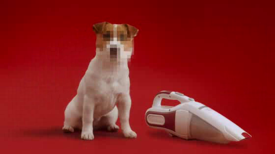 Schmackos: The Terrier & The Dustbuster