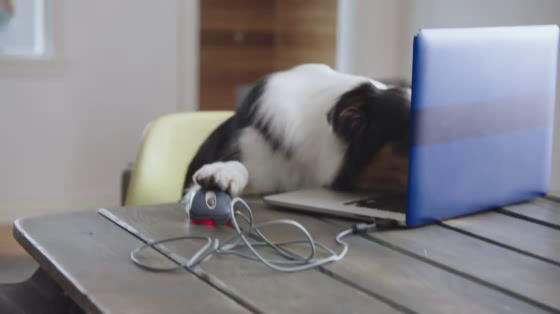 Interac Association: Pets with Credit