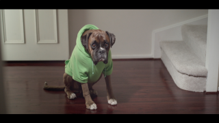 New Idea: Dog Gone